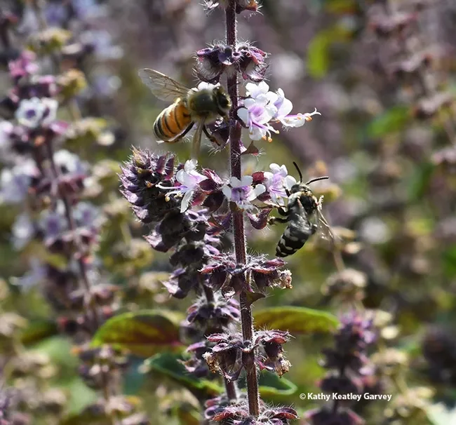 A honey bee, Apis mellifera, and a cuckoo bee, Xeromelecta californica, sharing African blue basil blossoms. (Photo by Kathy Keatley Garvey)