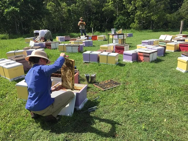 UC Davis alumnus Elizabeth "Liz" Frost (foreground), employed with the New South Wales Department of Primary Industries, transferring nucs in a holding yard. (Photo courtesy of Liz Frost)