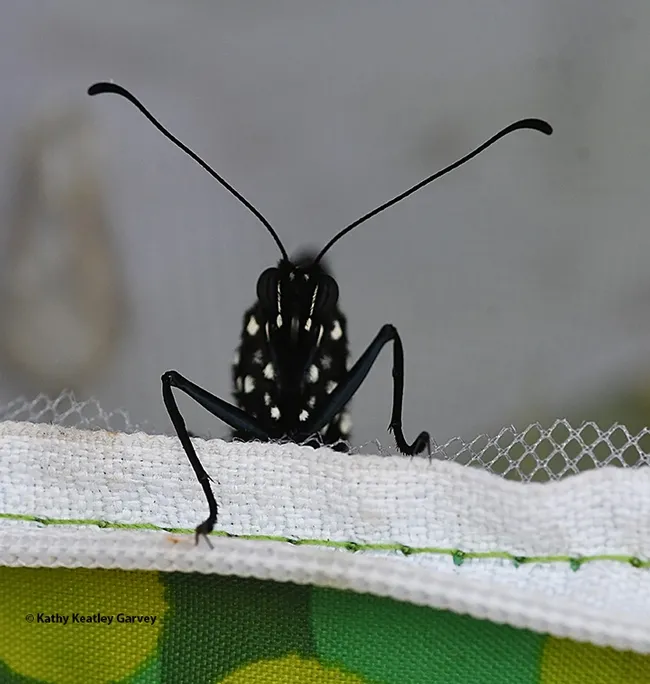 A monarch gingerly pokes its head out of the habitat. What's out there? (Photo by Kathy Keatley Garvey)