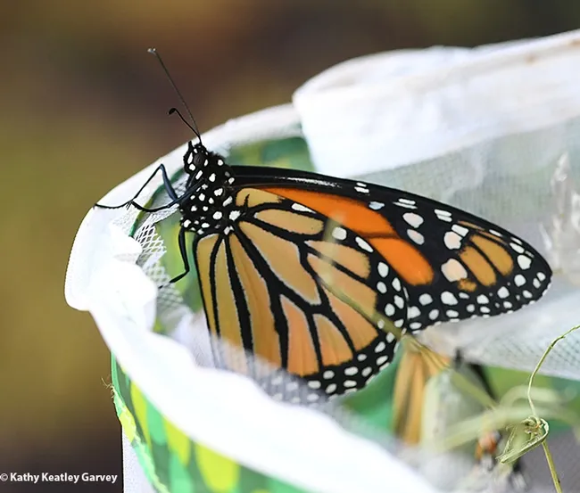 A monarch decides to perch for while and flutter away later. (Photo by Kathy Keatley Garvey)