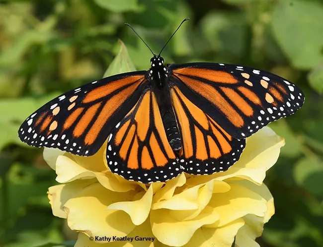 One monarch lands on a yellow rose, the UC Davis "Sparkle and Shine," and spreads its wings. (Photo by Kathy Keatley Garvey)