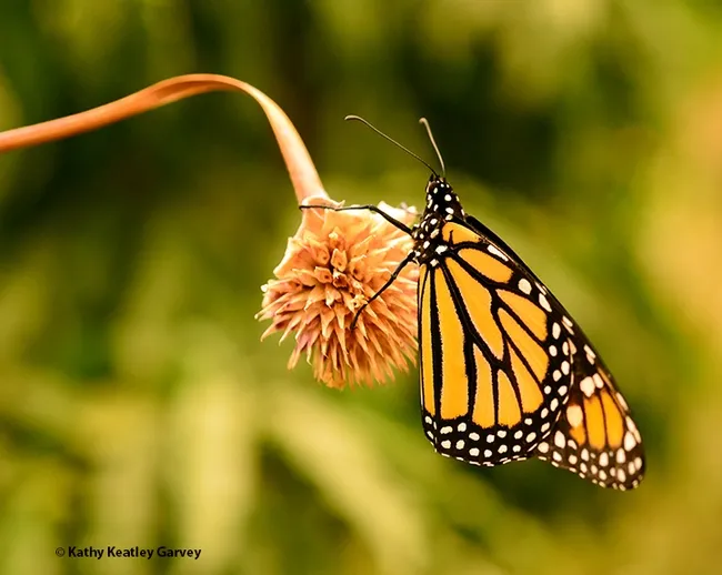 One monarch perches on a seed ball of a Mexican sunflower (Tithonia rotundifola). (Photo by Kathy Keatley Garvey)