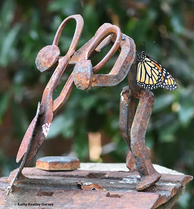 One monarch hugs a Ray Carrington garden sculpture made from railroad ties. (Photo by Kathy Keatley Garvey)