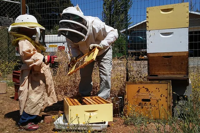 Master Beekeeper Amy Hustead of Grass Valley, Nevada County, and a helping tending her hives.
