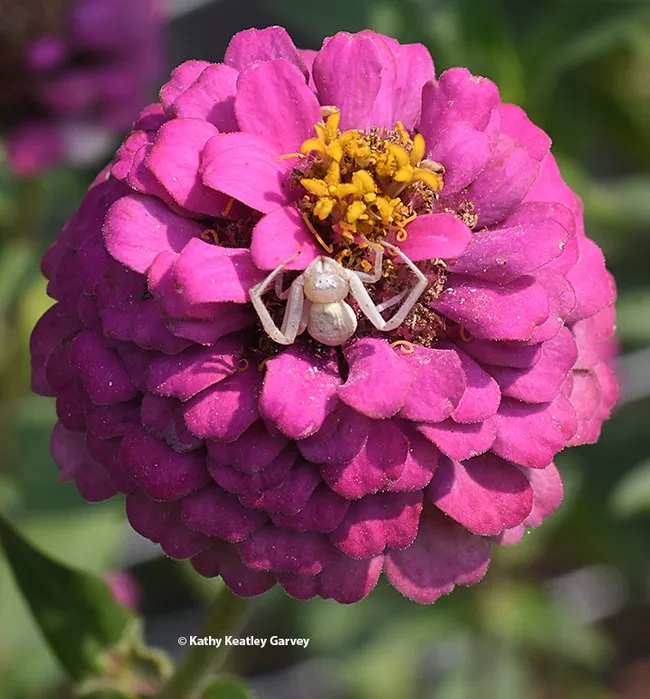 A crab spider tucked inside a zinnia blossom awaits prey. (Photo by Kathy Keatley Garvey)