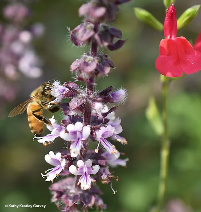 A honey bee nectaring on African blue basil in Vacaville, Calif. At right is Salvia&nbsp;microphylla "Hot&nbsp;Lips." (Photo by Kathy Keatley Garvey)