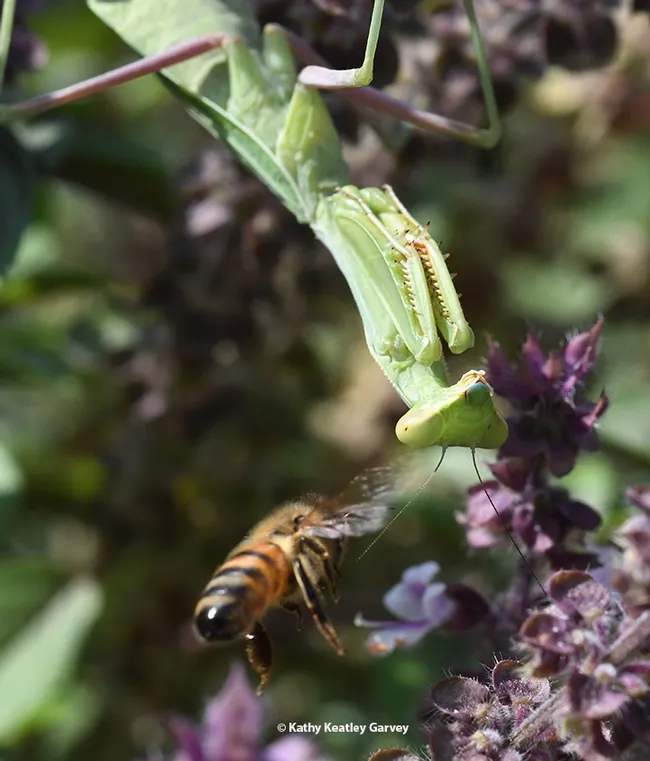"Oops, what's that blocking my path?" the bee says. "Look at those spiked forelegs. This might not end well." (Photo by Kathy Keatley Garvey)