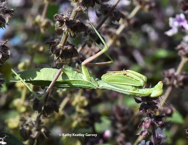 "Oh, well, I forgot to pray before breakfast." The praying mantis assumes its position. (Photo by Kathy Keatley Garvey)
