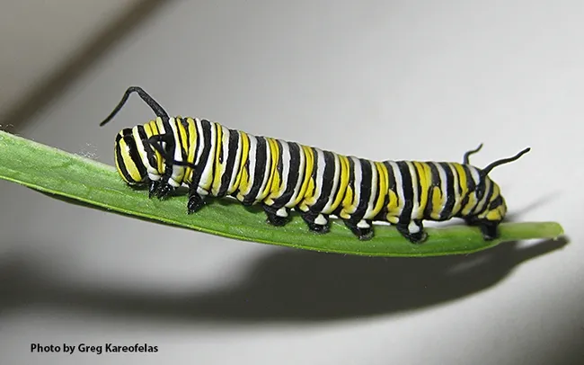 The Caterpillar: The egg that Greg Kareofelas collected Aug. 25 became a larva or caterpillar 3.5 days later. (Photo by Greg Kareofelas)