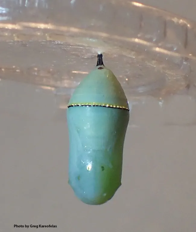 The Chrysalis: The caterpillar formed a chrysalis 12.5 days later. (Photo by Greg Kareofelas)