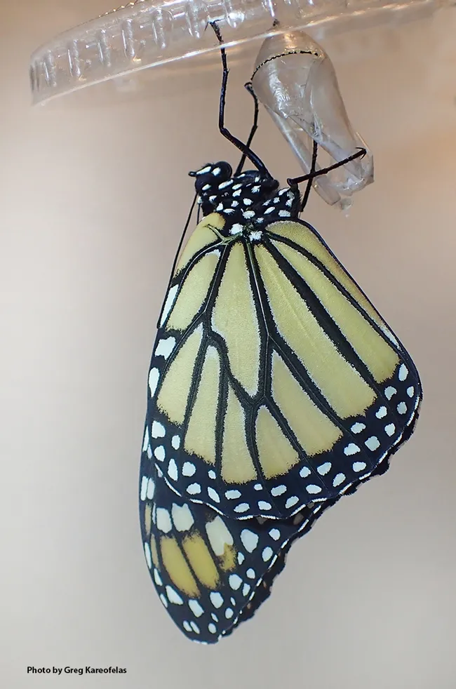 The Adult: The monarch eclosed only 8.5 days after forming the chrysalis and is shown here drying its wings. (Photo by Greg Kareofelas)