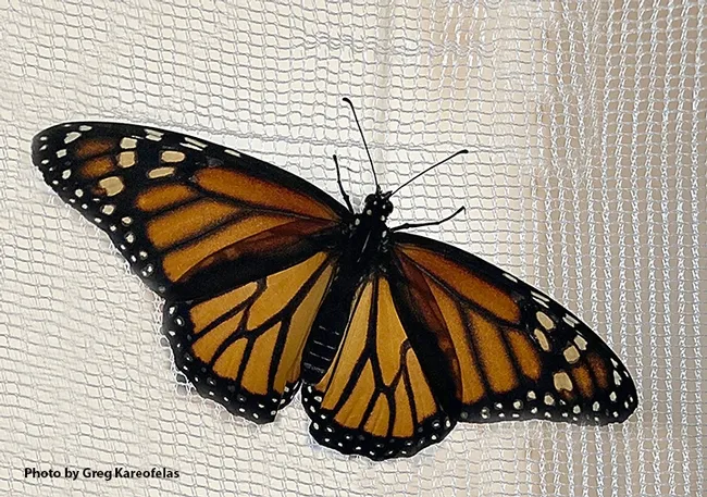 Meet Ruth: The monarch, a female, spreads her wings. Greg named her "Ruth," after Supreme Court Justice Ruth Bader Ginsburg, a champion of gender equality and women's rights. (Photo by Greg Kareofelas)