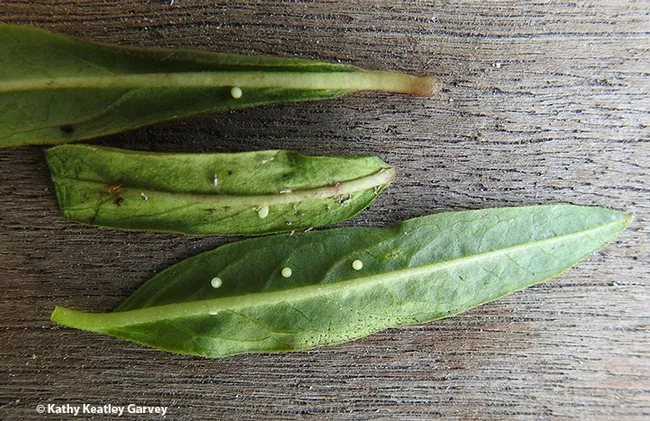 Monarch eggs are usually one to a leaf, but sometimes Mama Monarch deposits multiple eggs on a single leaf. (Photo by Kathy Keatley Garvey)
