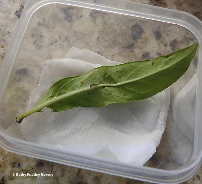 An egg and a newly emerged caterpillar sharing a leaf. (Photo by Kathy Keatley Garvey)