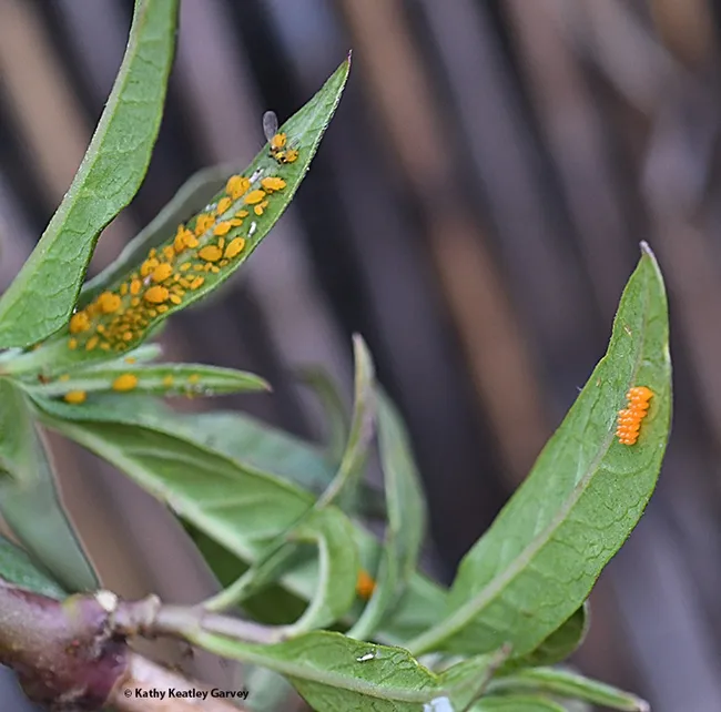 Good Planning: A lady beetle laid her eggs (right) next to oleander aphids (left) on a tropical milkweed plant. The lady beetle larvae will eat the aphids. (Photo by Kathy Keatley Garvey)