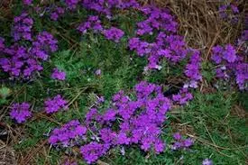 verbena