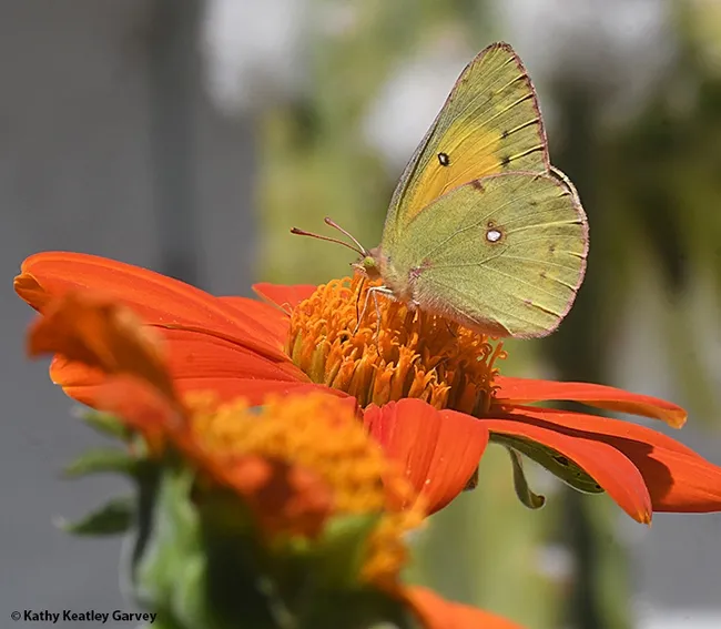 An alfalfa butterfly, Colias eurytheme, nectaring on a Mexican sunflower (Tithonia rotundifolia). (Photo by Kathy Keatley Garvey)