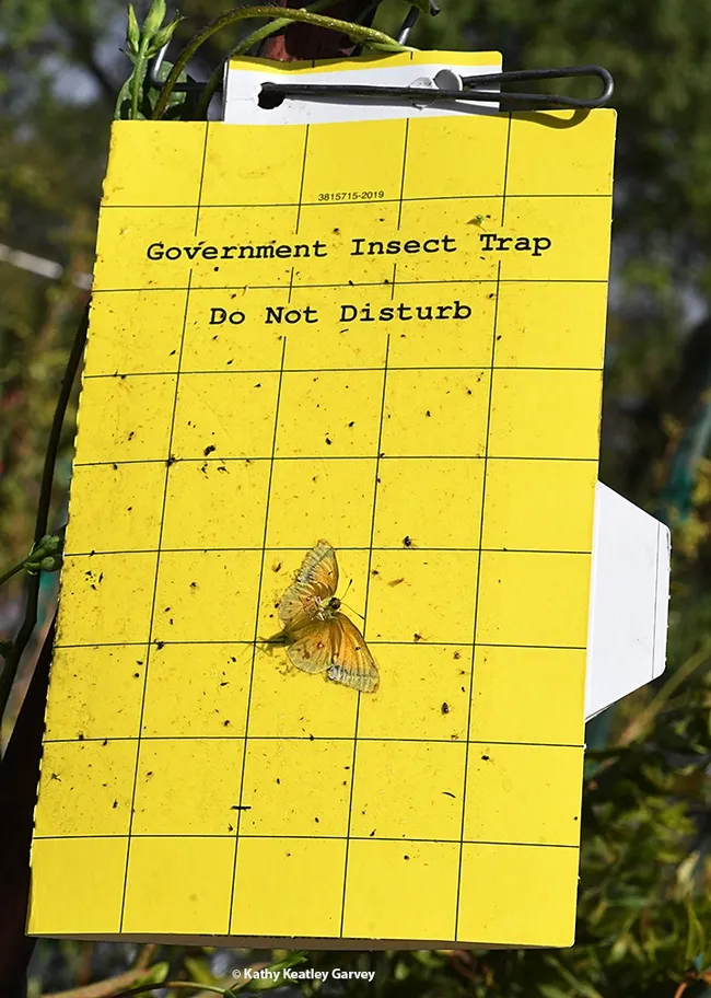 Gotcha! This unfortunate alfalfa butterfly fluttered into the wrong place at the wrong time. In its larval stage, it is a pest of alfalfa. (Photo by Kathy Keatley Garvey)