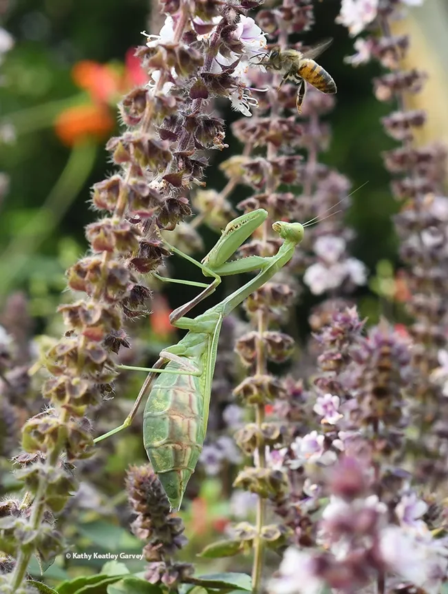 A gravid Stagmomantis limbata eyes a honey bee nectaring on African blue basil. (Photo by Kathy Keatley Garvey)