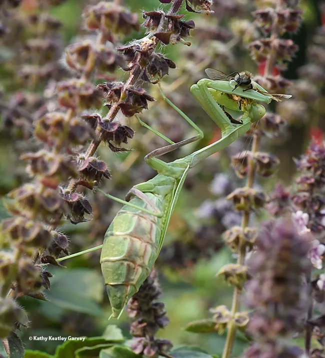 The praying mantis grips the honey bee with her spiked forelegs. (Photo by Kathy Keatley Garvey)