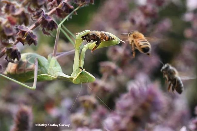 Soon another honey bee appears on the scene. The two bees quickly left. (Photo by Kathy Keatley Garvey)