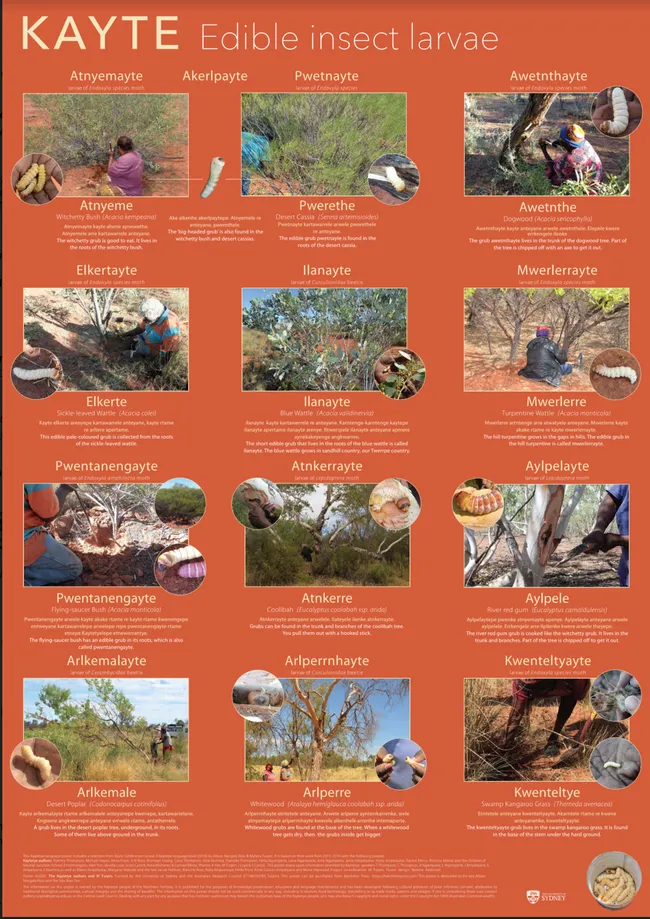 These are the larvae that Myfany Turpin of the University of Sydney will discuss at a virtual seminar to the UC Davis Department of Entomology and Nematology.