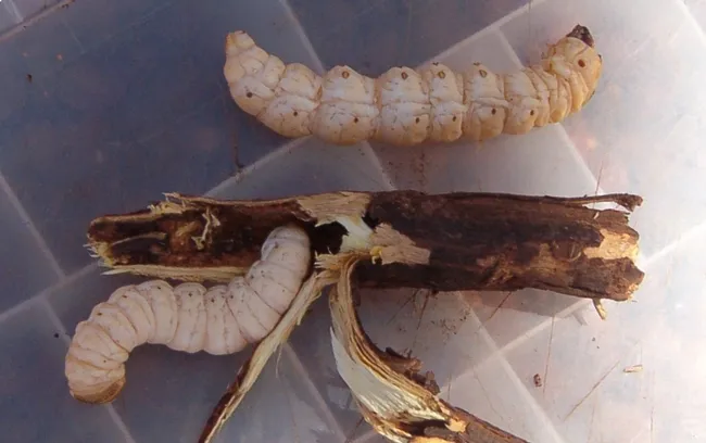 Witchetty grub (Image courtesy of Wikipedia)