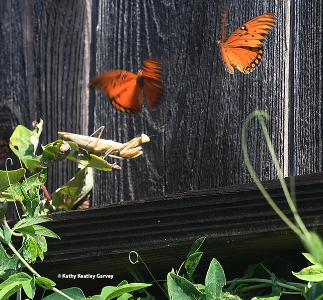 Gulf Fritillaries flutter over a praying mantis, Mantis religiosa, in a passionflower patch in Vacaville, Calif. (Photo by Kathy Keatley Garvey)