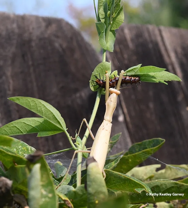 Gotcha! The praying mantis stretches her spiked forelegs to reach the caterpillar. (Photo by Kathy Keatley Garvey)