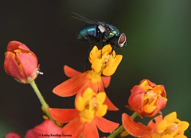 A common green bottle fly, Lucilia sericata, seeking nectar on a tropical milkweed, Asclepias curassavica. (Photo by Kathy Keatley Garvey)