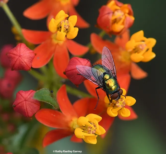 The green bottle fly sips some nectar from a tropical milkweed blossom. (Photo by Kathy Keatley Garvey)