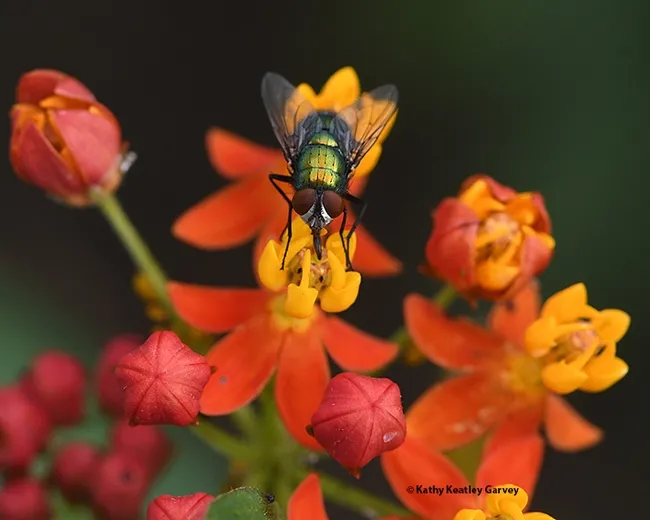 Close-up of a green bottle fly sipping nectar from a tropical milkweed. (Photo by Kathy Keatley Garvey)