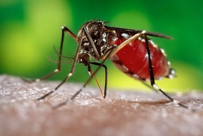 Aedes aegypti, also known as "the yellow fever mosquito." (CDC Photo)