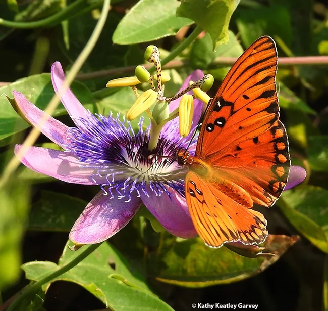 A Gulf Fritillary, Agraulis vanillae, lands on a passionflower. (Photo by Kathy Keatley Garvey)