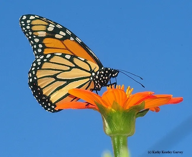 A monarch butterfly, Danaus plexippus, nectaring on a Mexican sunflower, Tithonia rotundifola. (Photo by Kathy Keatley Garvey)