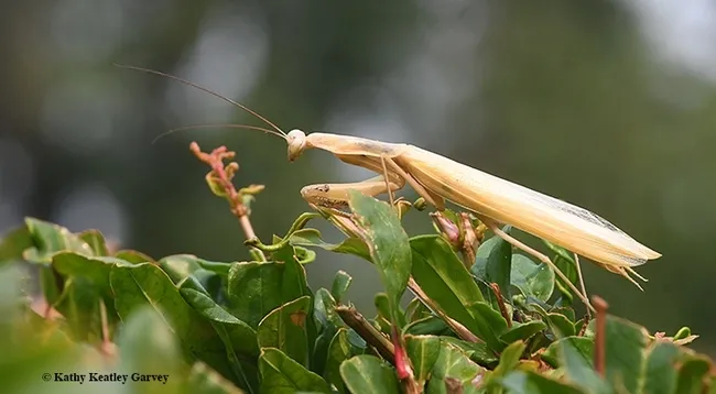 A praying mantis, Mantis religiosa, looking for prey. (Photo by Kathy Keatley Garvey)
