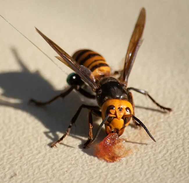 Close-up of the Asian giant hornet, Vespa mandarinia. (Photo courtesy of Washington Department of Agriculture)