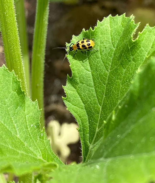 A spotted cucumber beetle, Acalymma vittatum, an insect that chemical ecologist Anjel Helms studies. (Photo courtesy of Anjel Helms)