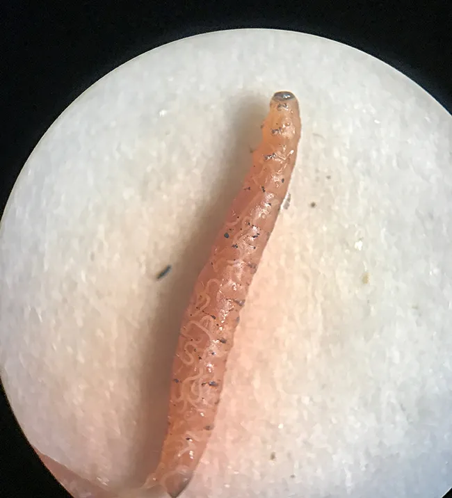 webstripedcucumberlarva