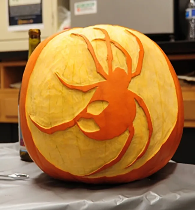 A spider graces this Bohart Museum of Entomology pumpkin. (Photo by Kathy Keatley Garvey)