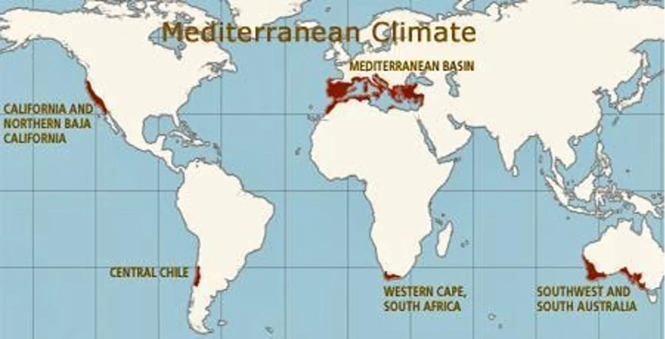 The world’s five Mediterranean climate regions make up just 2% of Earth's land but 20% of its plant species. Image, Courtesy UC Regents