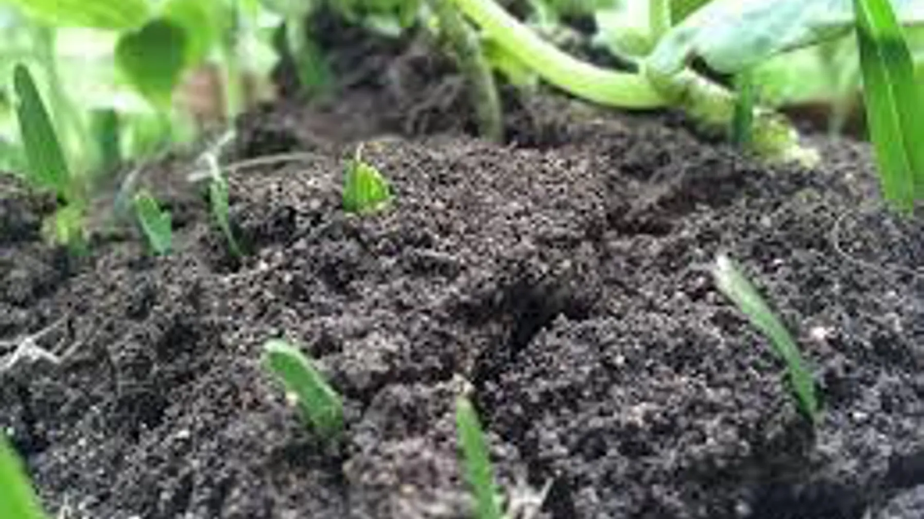 If your soil isn’t quite what you want, amendments can improve it. Photo, PxHere