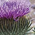 scotchThistle_sm