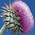 muskThistle_70