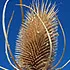 teasel_70