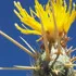 yellowStarthistle_70