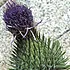 bullThistle_70