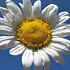 oxeyeDaisy_70