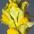 yellowToadflax_70