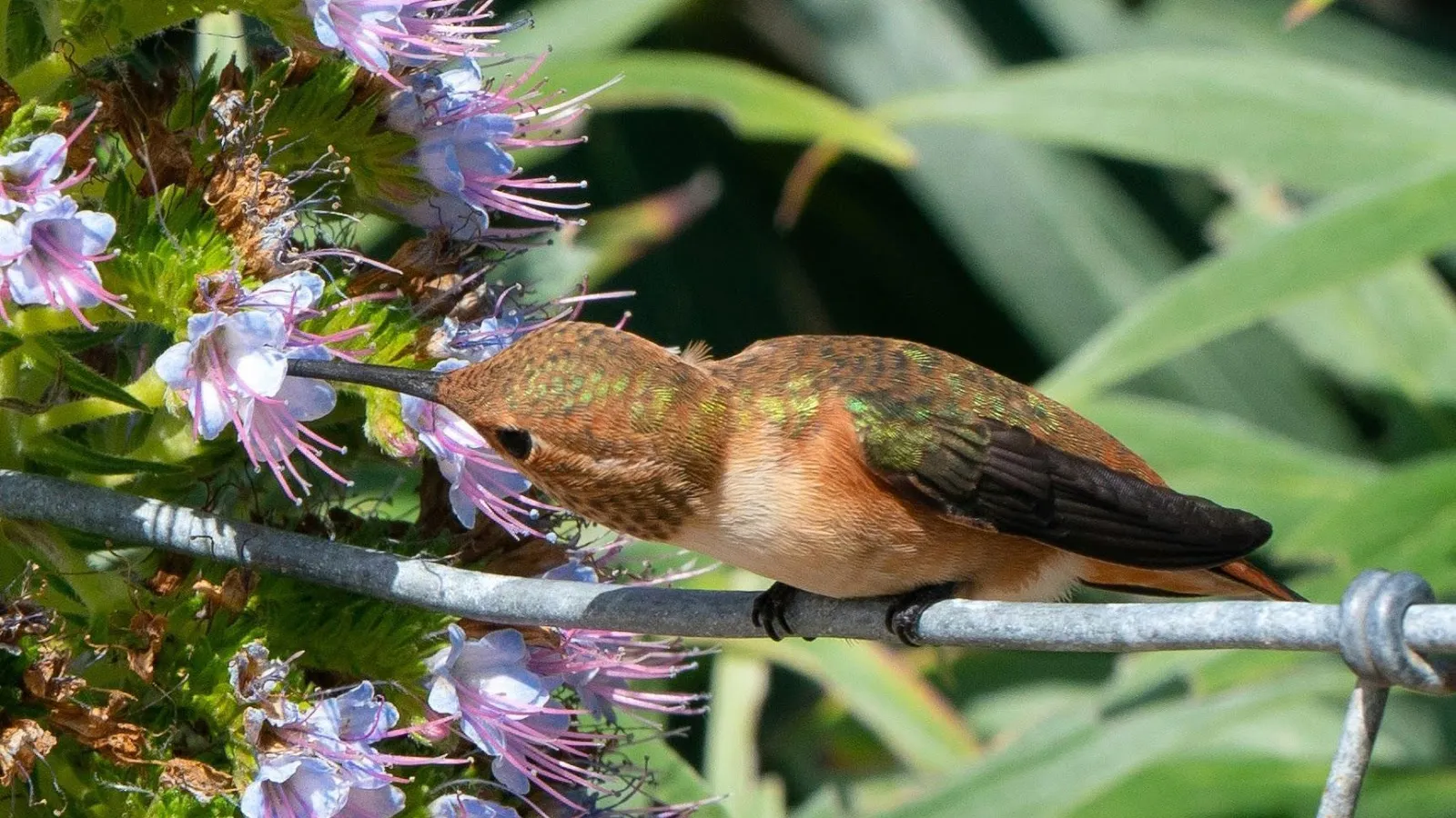 Year-round food and water are essential for habitat gardens. Photo: Bridget Ahearn